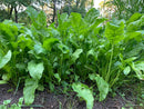 Domain Outdoor Beet Down Food Plot Mix