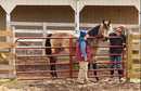 Behlen Country AgStar Gate (Formerly 2" 16 Gauge Heavy Duty Gate)