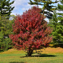 Redpointe® Red Maple - Acer rubrum 'Frank Jr.' - Ball and Burlap - 2" Caliper