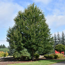 Redpointe® Red Maple - Acer rubrum 'Frank Jr.' - Ball and Burlap - 2" Caliper