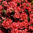 Stewartstonian Azalea - Rhododendron - 3 Gallon Potted Flowering Shrub