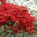 Stewartstonian Azalea - Rhododendron - 3 Gallon Potted Flowering Shrub