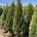 Arborvitae, Emerald Green, B&B 4-5 Ft.